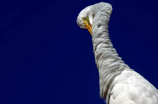 Sydney, New South Wales, Avustralya 'daki bir vahşi yaşam parkında (Fotoğraf: Tara Chand Malhotra)