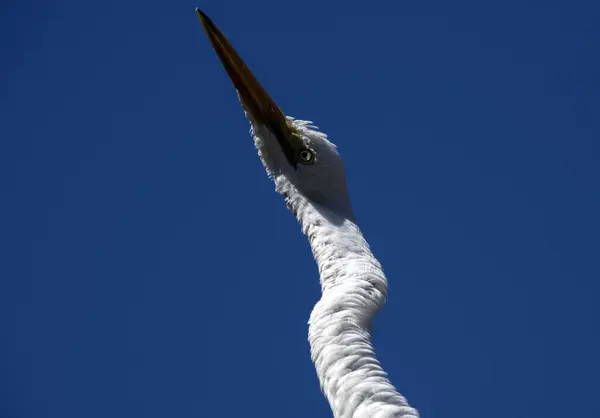 Sydney, New South Wales, Avustralya 'daki bir vahşi yaşam parkında (Fotoğraf: Tara Chand Malhotra)