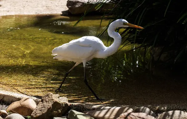 Büyük Beyaz Akbalıkçıl (Ardea alba) Sydney, Yeni Güney Galler 'deki bir vahşi yaşam parkında (Fotoğraf: Tara Chand Malhotra)