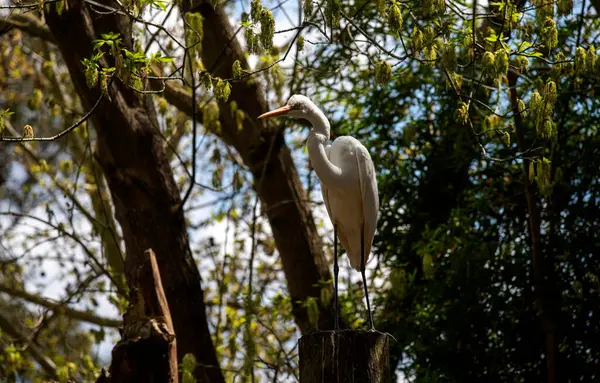 Büyük Beyaz Akbalıkçıl (Ardea alba) Sydney, New South Wales, Avustralya 'da (Fotoğraf: Tara Chand Malhotra)