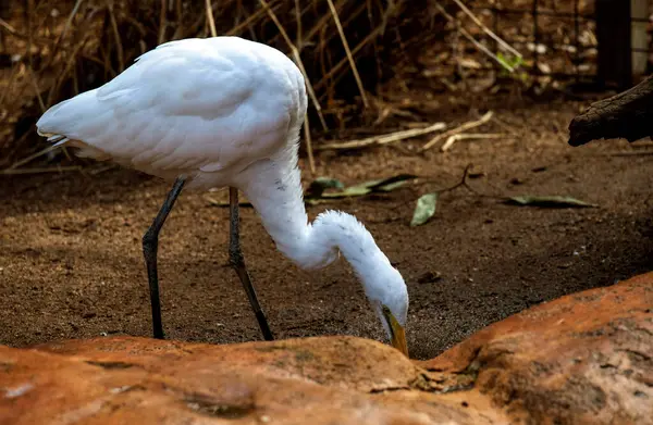 Büyük Beyaz Akbalıkçıl (Ardea alba) Sydney, Yeni Güney Galler 'deki bir vahşi yaşam parkında (Fotoğraf: Tara Chand Malhotra)