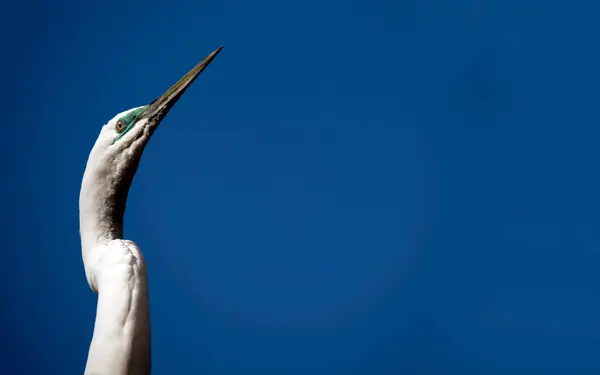 Sydney, New South Wales, Avustralya 'daki bir vahşi yaşam parkında (Fotoğraf: Tara Chand Malhotra)