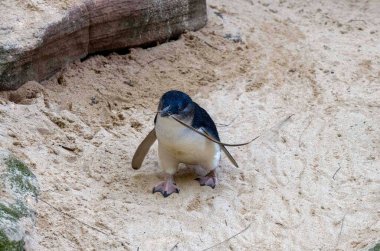 Küçük Mavi Penguen (Eudyptula minor) Sydney, NSW, Avustralya 'daki bir vahşi yaşam parkında yuva malzemesi topluyor. Fotoğraf: Tara Chand Malhotra)