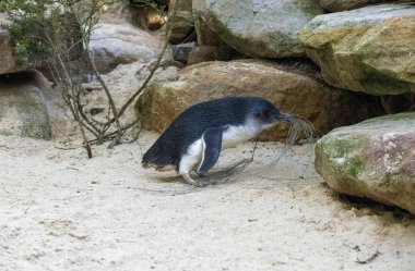 Küçük Mavi Penguen (Eudyptula minor) Sydney, NSW, Avustralya 'daki bir vahşi yaşam parkında yuva malzemesi topluyor. Fotoğraf: Tara Chand Malhotra)