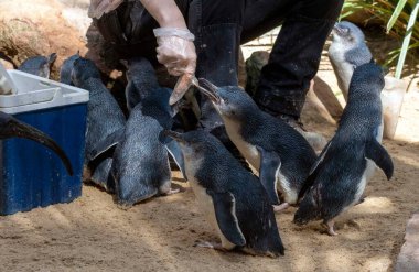 Küçük Mavi Penguenler (Eudyptula minor) için Sydney, NSW, Avustralya 'daki bir Vahşi Yaşam Parkı' nda beslenme zamanı. Fotoğraf: Tara Chand Malhotra)