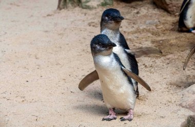 Sydney, NSW, Avustralya 'daki bir vahşi yaşam parkında bir çift Mavi Penguen (Eudyptula minor). Fotoğraf: Tara Chand Malhotra)