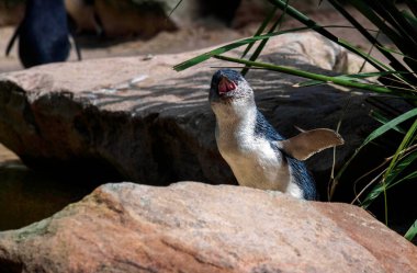 Küçük Mavi Penguen 'in (Eudyptula minor) Sydney, NSW, Avustralya' daki bir vahşi yaşam parkında yakın çekimi. Fotoğraf: Tara Chand Malhotra)