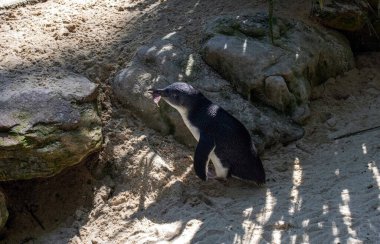 Küçük Mavi Penguen (Eudyptula minor) Sydney, NSW, Avustralya 'daki bir vahşi yaşam parkında yuva malzemesi topluyor. Fotoğraf: Tara Chand Malhotra)
