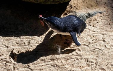 Küçük Mavi Penguen (Eudyptula minor) Sydney, NSW, Avustralya 'daki bir vahşi yaşam parkında yuva malzemesi topluyor. Fotoğraf: Tara Chand Malhotra)