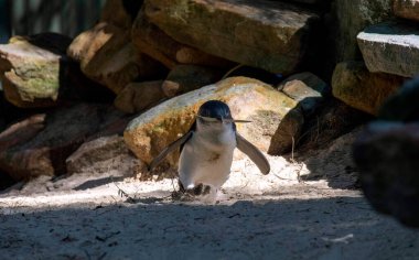 Küçük Mavi Penguen (Eudyptula minor) Sydney, NSW, Avustralya 'daki bir vahşi yaşam parkında yuva malzemesi topluyor. Fotoğraf: Tara Chand Malhotra)