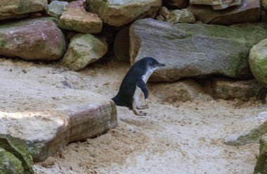 Küçük Mavi Penguen (Eudyptula minor) Sydney, NSW Avustralya 'da bir vahşi yaşam parkında bir kayadan atlıyor. Fotoğraf: Tara Chand Malhotra)