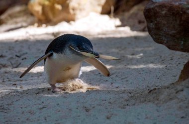 Küçük Mavi Penguen (Eudyptula minor) Sydney, NSW, Avustralya 'daki bir vahşi yaşam parkında yuva malzemesi topluyor. Fotoğraf: Tara Chand Malhotra)