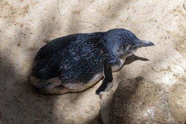 Küçük Mavi Penguen 'in (Eudyptula minor) Sydney, NSW, Avustralya' daki bir vahşi yaşam parkında yakın çekimi. Fotoğraf: Tara Chand Malhotra)