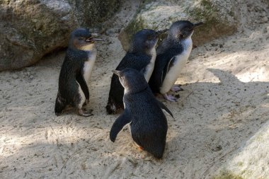 Küçük bir grup Little Blue Penguins (Eudyptula minor) Sydney, NSW, Avustralya 'daki bir vahşi yaşam parkında. Fotoğraf: Tara Chand Malhotra)