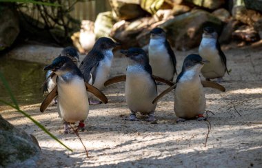 Küçük bir grup Little Blue Penguins (Eudyptula minor) Sydney, NSW, Avustralya 'daki bir vahşi yaşam parkında. Fotoğraf: Tara Chand Malhotra)