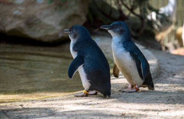 Sydney, NSW, Avustralya 'daki bir vahşi yaşam parkında bir çift Mavi Penguen (Eudyptula minor). Fotoğraf: Tara Chand Malhotra)