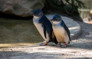 Sydney, NSW, Avustralya 'daki bir vahşi yaşam parkında bir çift Mavi Penguen (Eudyptula minor). Fotoğraf: Tara Chand Malhotra)