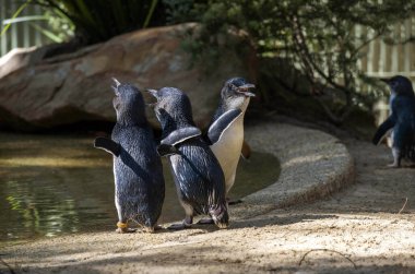 Sydney, NSW, Avustralya 'daki bir vahşi yaşam parkında üç küçük mavi penguen (Eudyptula minor). Fotoğraf: Tara Chand Malhotra)