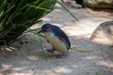 Küçük Mavi Penguen (Eudyptula minor) Sidney, NSW, Avustralya 'daki bir Vahşi Yaşam Parkı' nda. Fotoğraf: Tara Chand Malhotra)