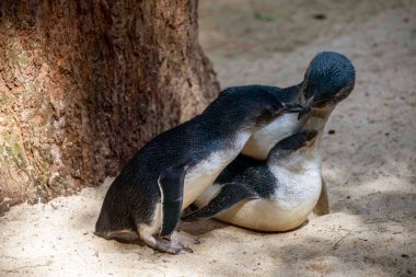 Sydney, NSW, Avustralya 'daki bir vahşi yaşam parkında çiftleşen bir çift Mavi Penguen (Eudyptula minor). Fotoğraf: Tara Chand Malhotra) 