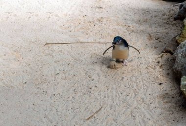 Little Blue Penguins (Eudyptula minor) Sidney, NSW, Avustralya 'daki bir vahşi yaşam parkında yuva yapmak için gagasında bir sopa taşıyor. Fotoğraf: Tara Chand Malhotra)