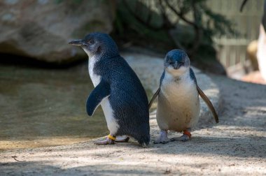 Sydney, NSW, Avustralya 'daki bir vahşi yaşam parkında bir çift Mavi Penguen (Eudyptula minor). Fotoğraf: Tara Chand Malhotra)