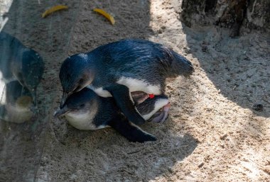 Bir çift Mavi Penguen (Eudyptula minor) üreme davranışı sergiliyor, özellikle Sidney, NSW, Avustralya 'da bir vahşi yaşam parkında çiftleşiyorlar. Fotoğraf: Tara Chand Malhotra)