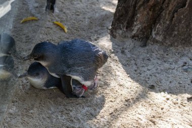 Bir çift Mavi Penguen (Eudyptula minor) üreme davranışı sergiliyor, özellikle Sidney, NSW, Avustralya 'da bir vahşi yaşam parkında çiftleşiyorlar. Fotoğraf: Tara Chand Malhotra)