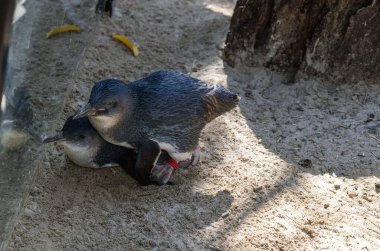 Bir çift Mavi Penguen (Eudyptula minor) üreme davranışı sergiliyor, özellikle Sidney, NSW, Avustralya 'da bir vahşi yaşam parkında çiftleşiyorlar. Fotoğraf: Tara Chand Malhotra)