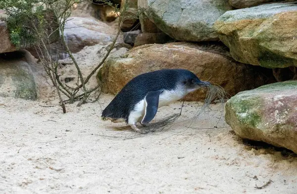Küçük Mavi Penguen (Eudyptula minor) Sydney, NSW, Avustralya 'daki bir vahşi yaşam parkında yuva malzemesi topluyor. Fotoğraf: Tara Chand Malhotra)