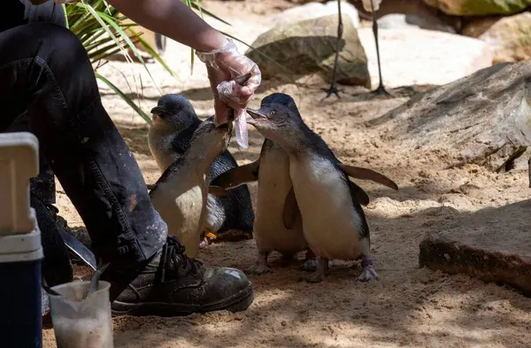 Küçük Mavi Penguenler (Eudyptula minor) için Sydney, NSW, Avustralya 'daki bir Vahşi Yaşam Parkı' nda beslenme zamanı. Fotoğraf: Tara Chand Malhotra)