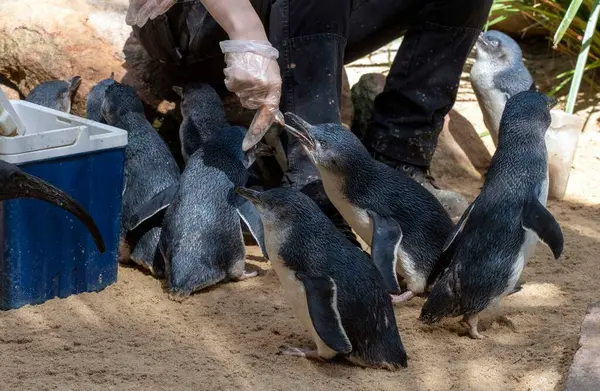 Küçük Mavi Penguenler (Eudyptula minor) için Sydney, NSW, Avustralya 'daki bir Vahşi Yaşam Parkı' nda beslenme zamanı. Fotoğraf: Tara Chand Malhotra)