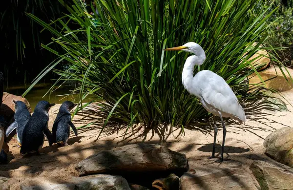 Küçük Mavi Penguenler 'den (Eudyptula minor) Sydney, NSW, Avustralya' da bir Büyük Akbalıkçıl (Ardea alba) girer. Fotoğraf: Tara Chand Malhotra)