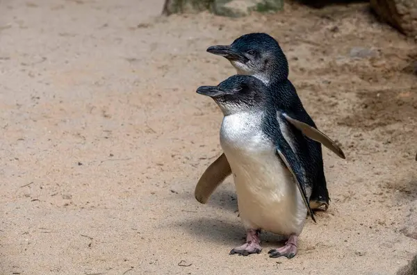 Sydney, NSW, Avustralya 'daki bir vahşi yaşam parkında bir çift Mavi Penguen (Eudyptula minor). Fotoğraf: Tara Chand Malhotra)