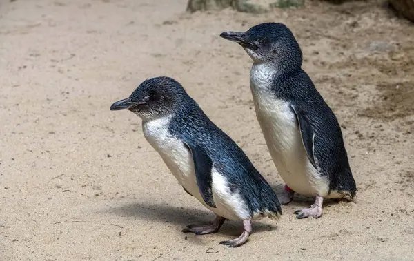 Sydney, NSW, Avustralya 'daki bir vahşi yaşam parkında bir çift Mavi Penguen (Eudyptula minor). Fotoğraf: Tara Chand Malhotra)