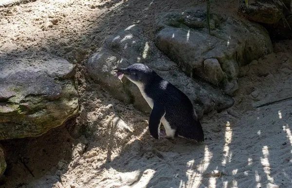 Küçük Mavi Penguen (Eudyptula minor) Sydney, NSW, Avustralya 'daki bir vahşi yaşam parkında yuva malzemesi topluyor. Fotoğraf: Tara Chand Malhotra)