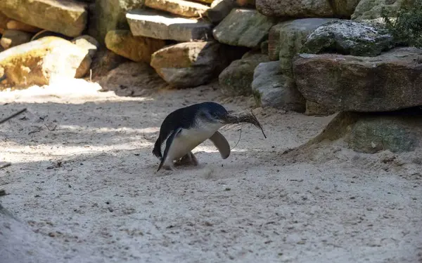 Küçük Mavi Penguen (Eudyptula minor) Sydney, NSW, Avustralya 'daki bir vahşi yaşam parkında yuva malzemesi topluyor. Fotoğraf: Tara Chand Malhotra)