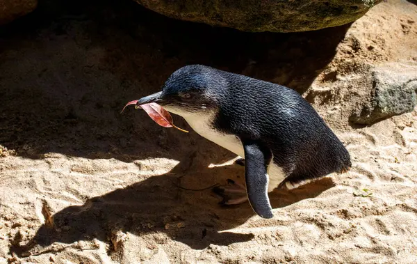 Küçük Mavi Penguen (Eudyptula minor) Sydney, NSW, Avustralya 'daki bir vahşi yaşam parkında yuva malzemesi topluyor. Fotoğraf: Tara Chand Malhotra)