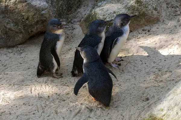 Küçük bir grup Little Blue Penguins (Eudyptula minor) Sydney, NSW, Avustralya 'daki bir vahşi yaşam parkında. Fotoğraf: Tara Chand Malhotra)