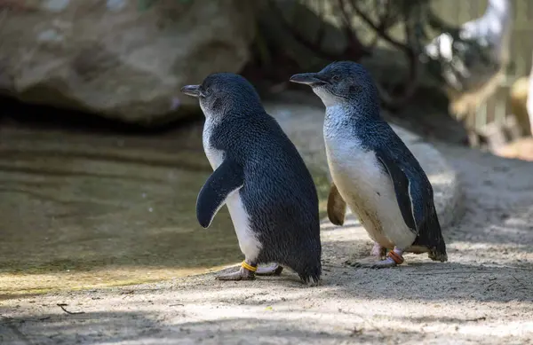 Sydney, NSW, Avustralya 'daki bir vahşi yaşam parkında bir çift Mavi Penguen (Eudyptula minor). Fotoğraf: Tara Chand Malhotra)