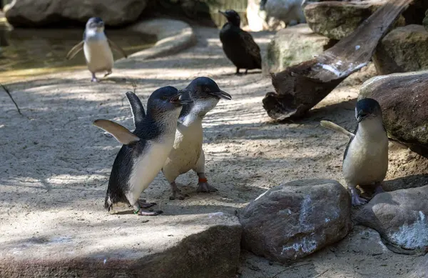 Sydney, NSW, Avustralya 'daki bir vahşi yaşam parkında üç küçük mavi penguen (Eudyptula minor). Fotoğraf: Tara Chand Malhotra)