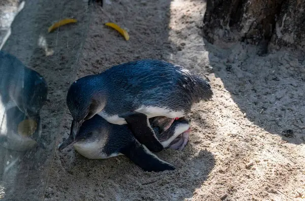 Bir çift Mavi Penguen (Eudyptula minor) üreme davranışı sergiliyor, özellikle Sidney, NSW, Avustralya 'da bir vahşi yaşam parkında çiftleşiyorlar. Fotoğraf: Tara Chand Malhotra)