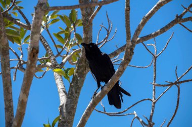 Avustralya Kuzgunları (Corvus coronoides) Sydney, NSW, Avustralya 'da bir ağaca tünemektedir (Fotoğraf: Tara Chand Malhotra)