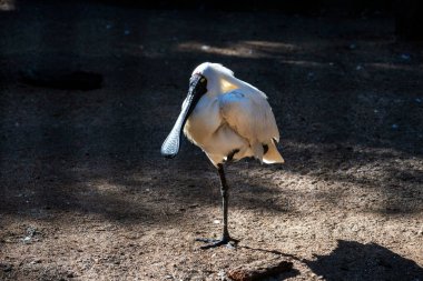 Royal Spoonbill (Platalea regia) Sydney, NSW, Avustralya 'daki bir vahşi yaşam parkında tek ayak üzerinde duruyor (Fotoğraf: Tara Chand Malhotra)