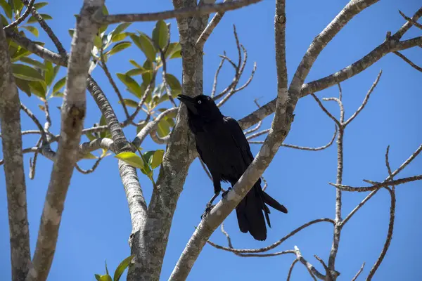Avustralya Kuzgunları (Corvus coronoides) Sydney, NSW, Avustralya 'da bir ağaca tünemektedir (Fotoğraf: Tara Chand Malhotra)