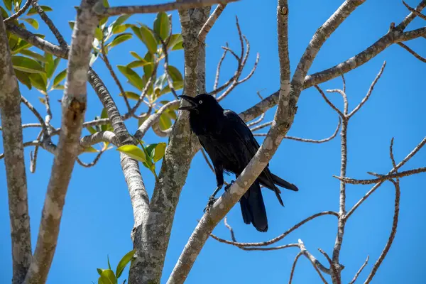 Avustralya Kuzgunları (Corvus coronoides) Sydney, NSW, Avustralya 'da bir ağaca tünemektedir (Fotoğraf: Tara Chand Malhotra)