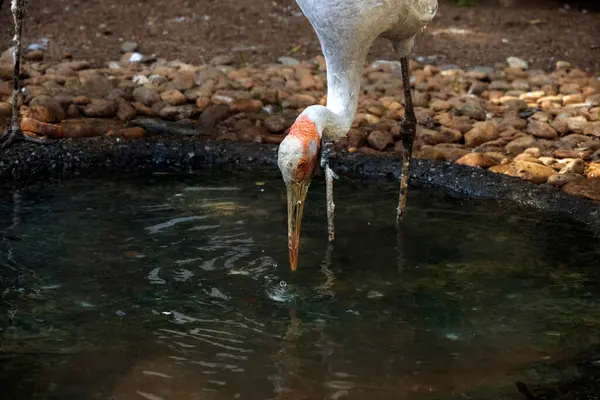 Brolga (Grus rubicunda) Sydney, NSW, Avustralya 'daki bir vahşi yaşam parkında yiyecek arıyor (Fotoğraf: Tara Chand Malhotra)