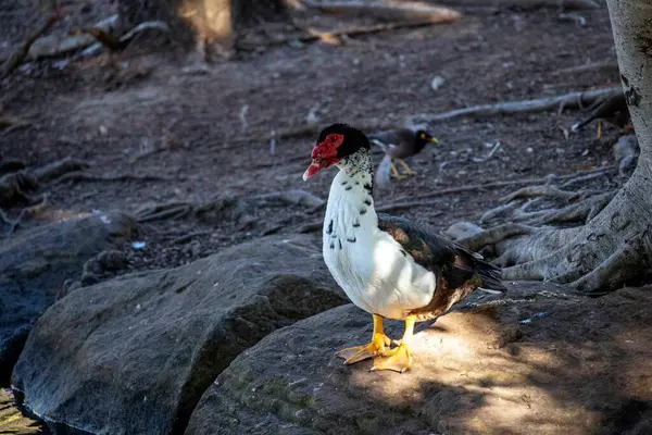 Muscovy Duck Sydney, New South Wales, Avustralya 'da bir kayanın üzerine tünemiş. Fotoğraf: Tara Chand Malhotra)