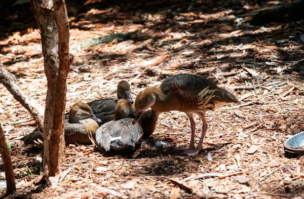 Juvenile Plumed Whistling-Duck (Dendrocygna eytoni) Sydney, NSW, Avustralya 'da bir vahşi yaşam parkında. Fotoğraf: Tara Chand Malhotra)