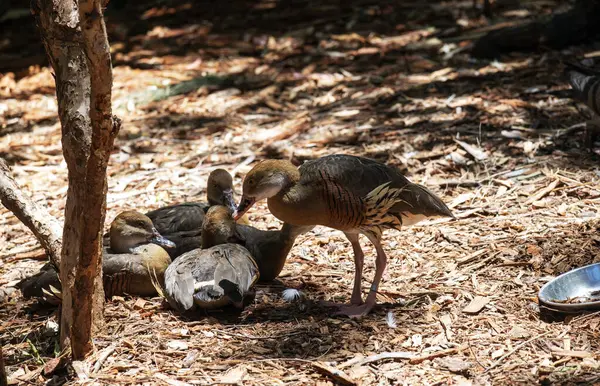 Juvenile Plumed Whistling-Duck (Dendrocygna eytoni) Sydney, NSW, Avustralya 'da bir vahşi yaşam parkında. Fotoğraf: Tara Chand Malhotra)